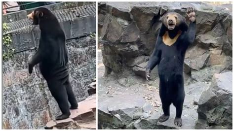 how many bears are in china